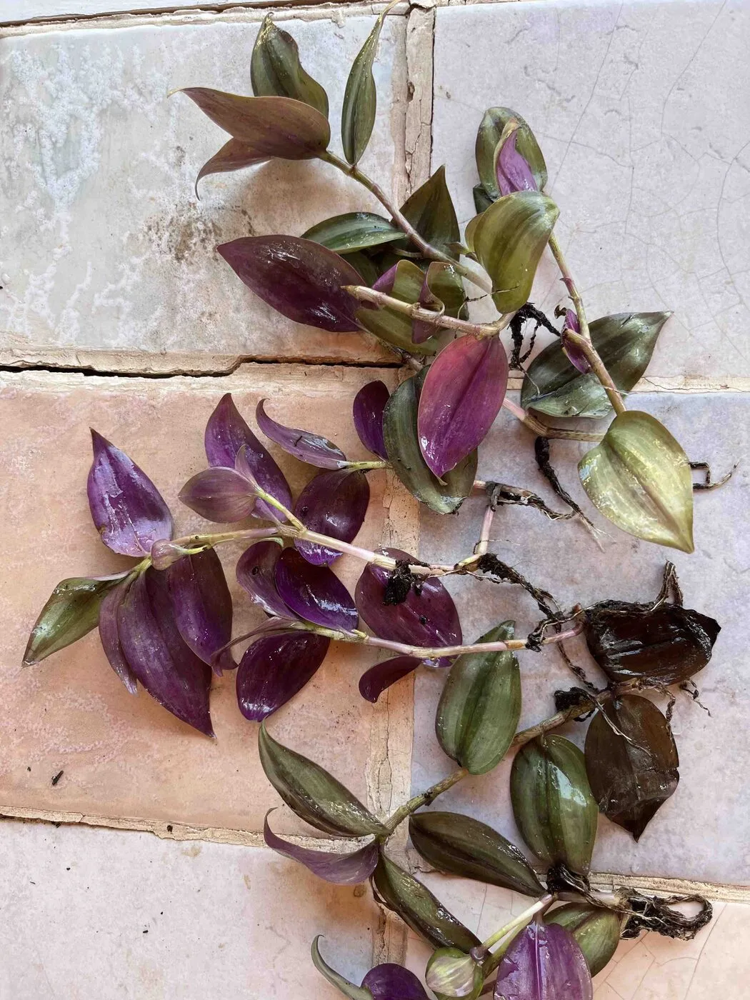 Tradescantia stems with washed roots laid on tiles, purple leaf undersides showing.
