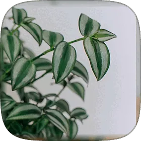 Striped Tradescantia foliage in green, silver and purple.