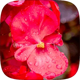 Waxy, rounded begonia leaves.