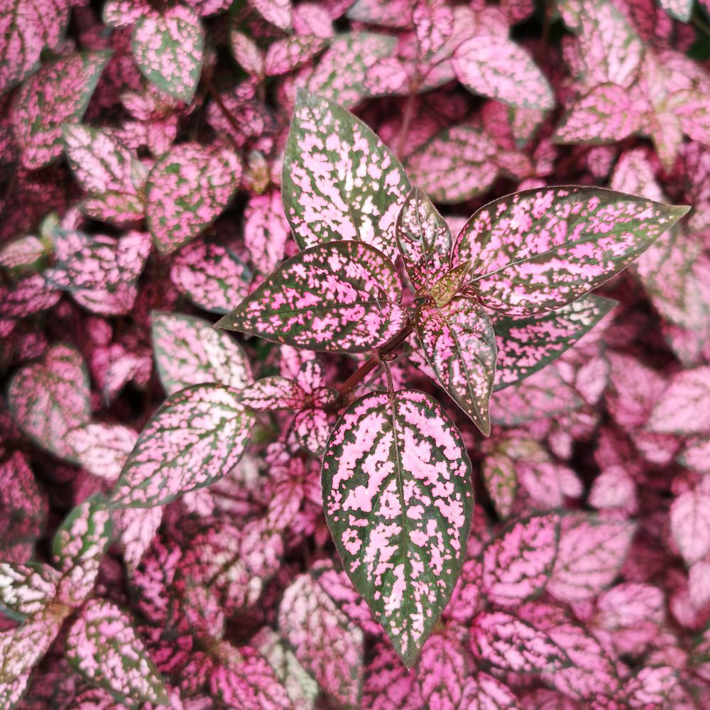 Hypoestes leaves freckled in pink and green.