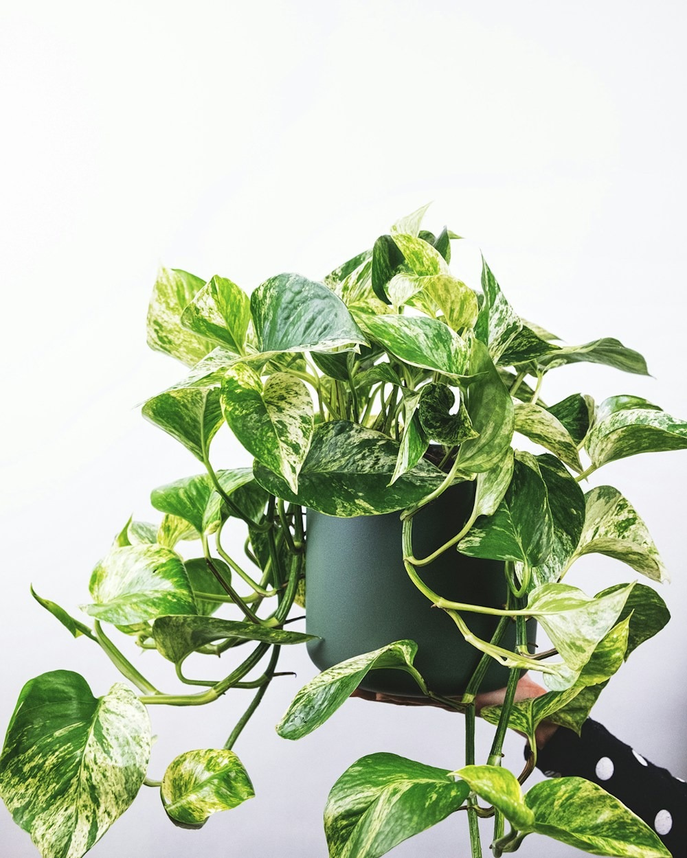 A marble-variegated pothos trailing from a green pot.