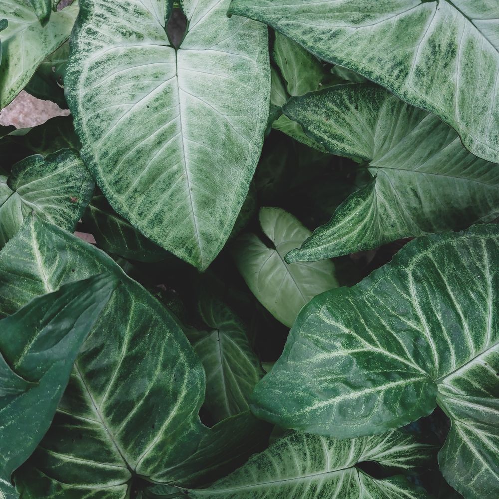 Close-up of arrow-shaped Syngonium leaves with silvery veining.