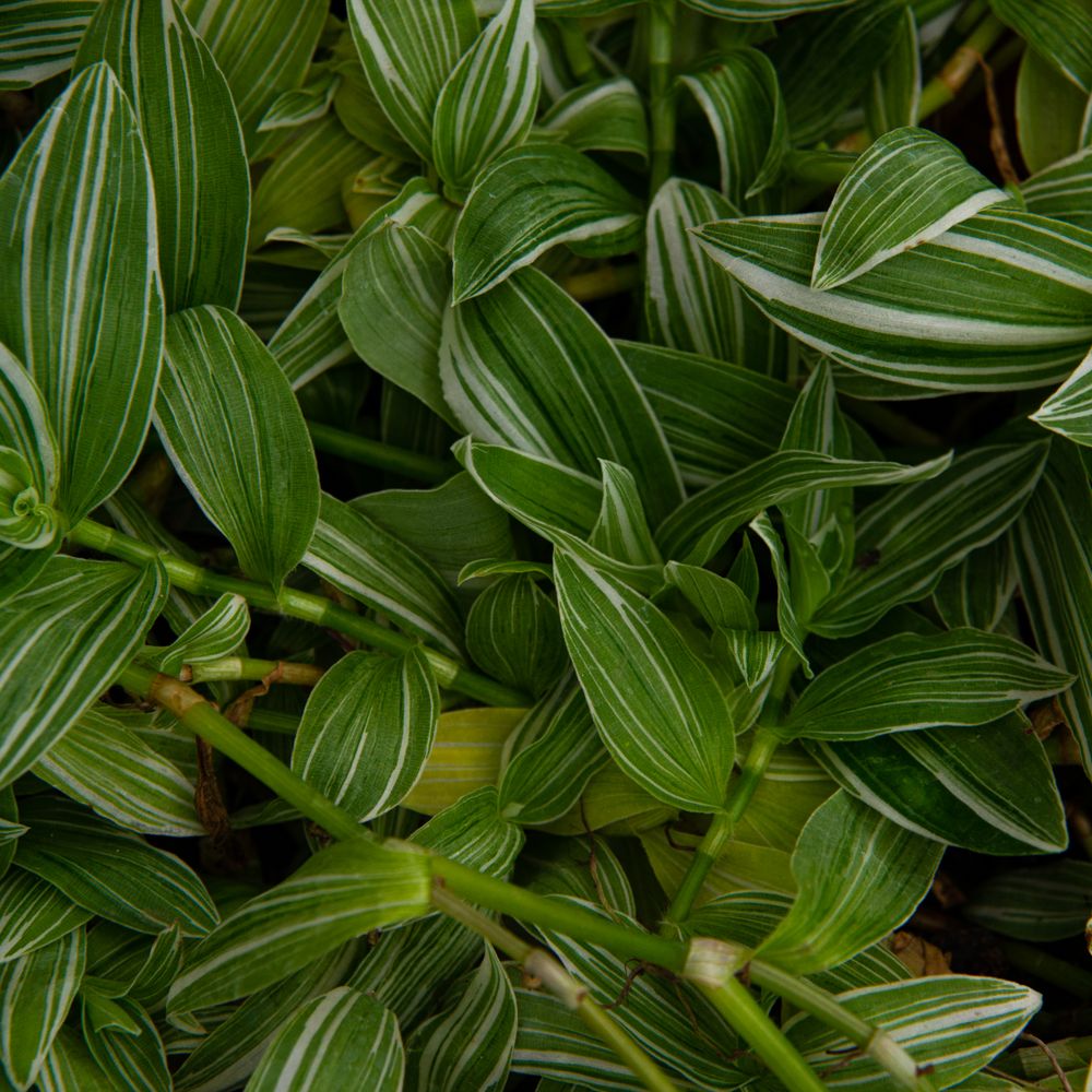Green and white striped Tradescantia fluminensis foliage.